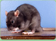 rat control Failsworth